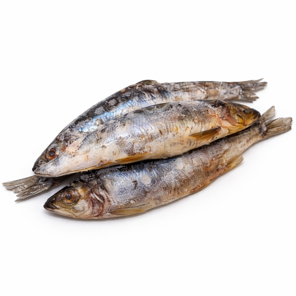 Whole Herring - 1# Bag
