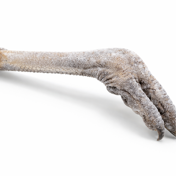 Emu Leg with Foot